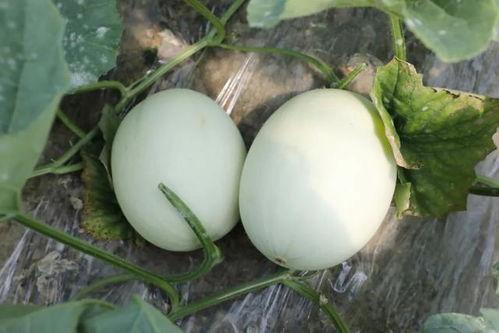 武邑吃玉菇瓜,玉菇瓜的独特风味之旅