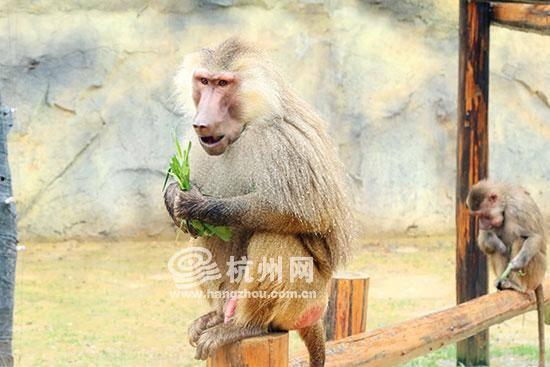 狒狒带你吃瓜,狒狒带你探秘瓜界奇闻异事