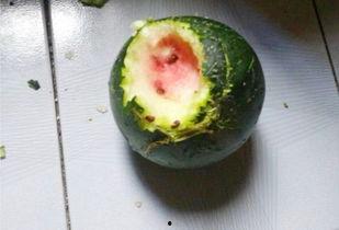 小普吃瓜,揭秘娱乐圈那些不为人知的幕后故事