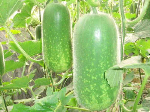 冬瓜也吃瓜,揭秘瓜类植物的奇妙世界