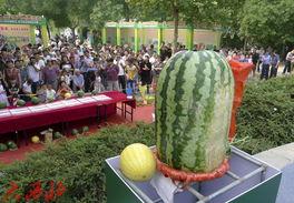 青州银瓜吃瓜比赛,谁将称霸瓜王宝座？