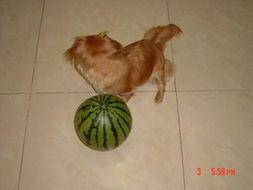 狗子吃瓜趣事合集,萌宠界的欢乐喜剧