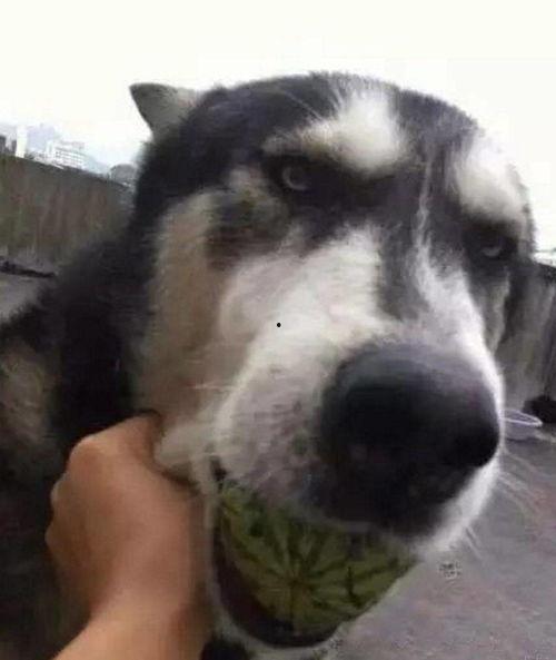 带你吃瓜养宠物