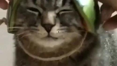 带你吃瓜养宠物