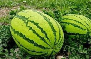 高蓬镇吃瓜,瓜香四溢，品味夏日田园风情