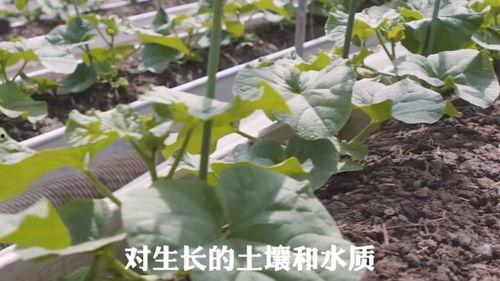 吃瓜都吃不起了图片大全,盘点那些让人心疼的“吃瓜”瞬间