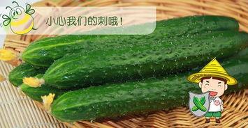 羊角瓜夏天怎么吃最好,夏日羊角瓜的最佳食用方法