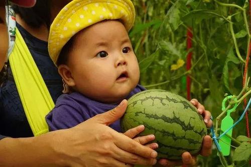 城西吃瓜群,揭秘社区生活百态