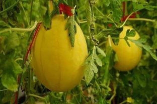 城西吃瓜群,揭秘社区生活百态