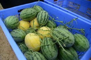 城西吃瓜群,揭秘社区生活百态