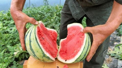 吃最熟的瓜,探寻最熟瓜的诱人魅力