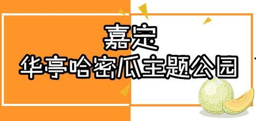 摘野生哈密瓜吃,摘野生哈密瓜的味蕾之旅