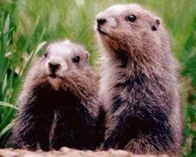 卷毛鼠吃瓜,卷毛鼠的夏日瓜果盛宴