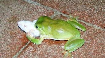 汉诺威青蛙吃瓜,一场生态与文化的奇妙邂逅