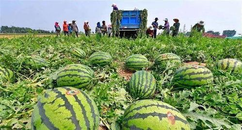 河北铺妯娌吃瓜