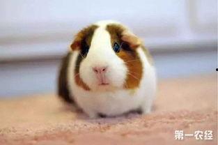 豚鼠吃茭瓜,茭瓜的独特魅力