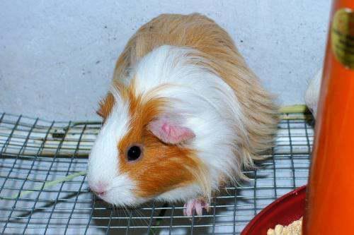 豚鼠吃茭瓜,茭瓜的独特魅力