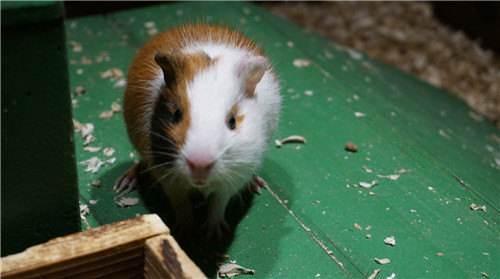 豚鼠吃茭瓜,茭瓜的独特魅力