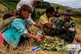 全村村民集体吃瓜,全村村民共享丰收喜悦