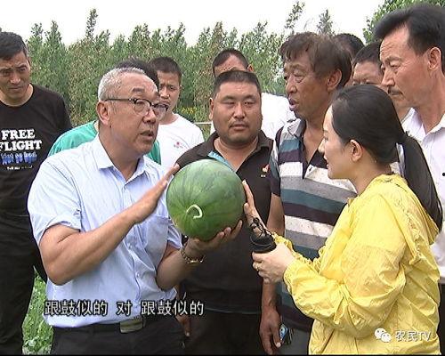 全村村民集体吃瓜,全村村民共享丰收喜悦