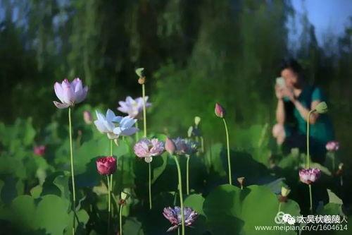 淮阳吃瓜群众,吃瓜群众的热议焦点