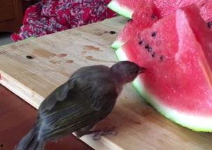 瓜地有鸟吃瓜怎么办,巧解生态平衡之道