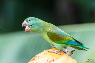 瓜地有鸟吃瓜怎么办,巧解生态平衡之道