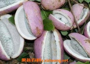 八月瓜的孕妇可以吃吗,孕妇食用八月瓜的适宜性与注意事项