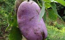 八月瓜的孕妇可以吃吗,孕妇食用八月瓜的适宜性与注意事项