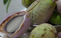 八月瓜的孕妇可以吃吗,孕妇食用八月瓜的适宜性与注意事项