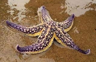 吃瓜海星的图片,海洋生物的另类美食时光