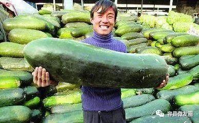 村东吃瓜人,村东瓜田里的烟火人生