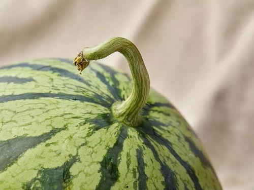 村东吃瓜人,村东瓜田里的烟火人生