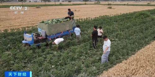 湖北鄂州父女吃瓜