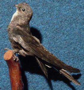 黑嘴鸟吃瓜,揭秘自然界的生态智慧