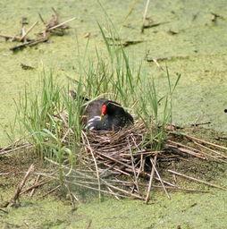 黑嘴鸟吃瓜,揭秘自然界的生态智慧