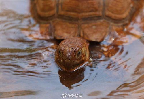 牛可以吃沙瓜吗,探索牛的饮食奥秘