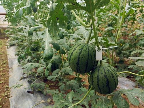 吃瓜五一,揭秘“吃瓜五一生”背后的故事与影响