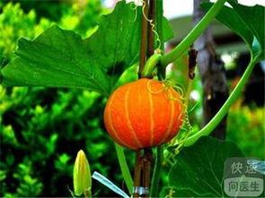 什么身材吃瓜好,揭秘不同体型吃瓜的最佳姿势