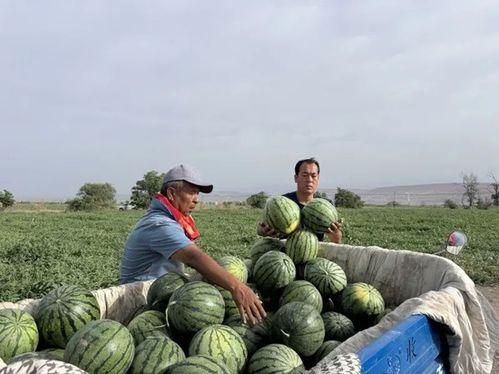 季向空吃瓜,揭秘娱乐圈背后的秘密与真相