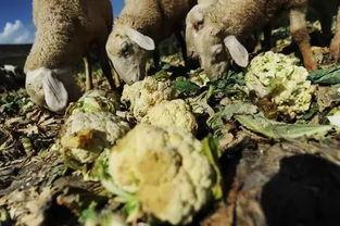 甘肃农村吃羊瓜,传统风味与现代生活的完美融合