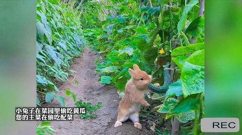 小兔吃树瓜吗,小兔的树瓜美食之旅