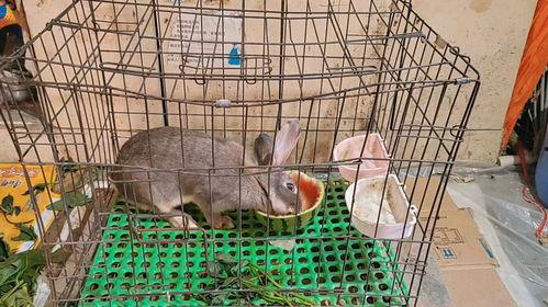 小兔吃树瓜吗,小兔的树瓜美食之旅