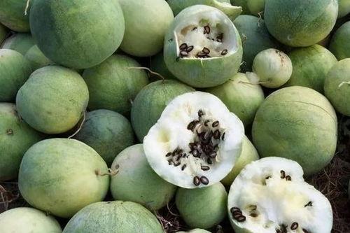 什么瓜是白籽瓜呢怎么吃,揭秘白籽瓜的食用方法与营养价值