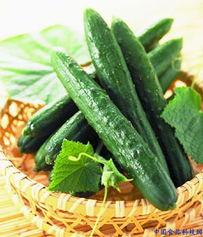 吃脆瓜会过敏,揭秘食用脆瓜可能引发的过敏反应