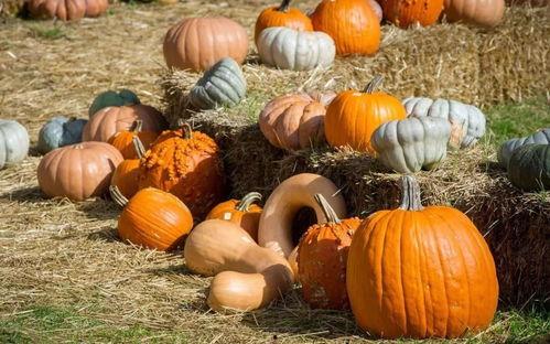 小小马吃瓜,一场趣味横生的夏日盛宴