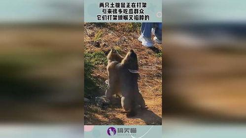 锁喉吃瓜,揭秘娱乐圈的暗流涌动