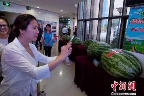 魏县吃瓜新闻事件,一场引发全民热议的“瓜田风波”