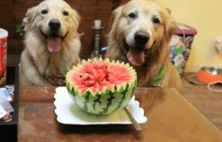 狗可以吃麒麟瓜吗,狗狗能否享用的美味佳肴？