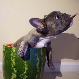 狗可以吃麒麟瓜吗,狗狗能否享用的美味佳肴？